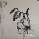 主要品种有淡紫色的“蓝姐