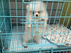 -乐乐宝宠物店