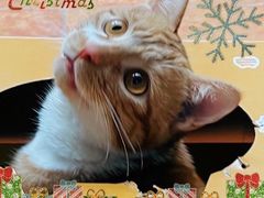 -艾贝尔宠物诊疗