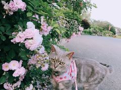 -大塘金香草谷