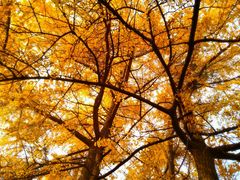 -四川大学(华西校区)