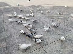 -海河外滩公园
