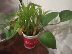 -裕和堂中医推拿艾灸(太古汇臻品店)