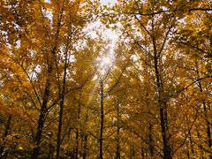 -北京鹫峰国家森林公园