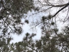 -云岗森林公园