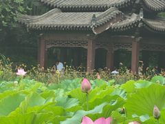 -莲湖公园