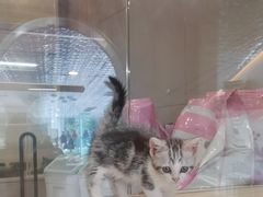 -飞行喵MR PILOT|猫舍·猫咖(静安大融城店)