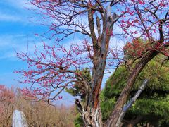 -梅花山(明孝陵内)