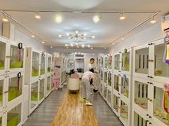 -青奢宠物·青奢猫舍