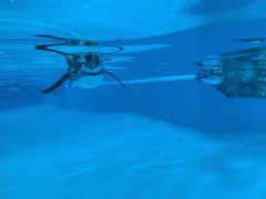 -帝企鹅自助餐厅•儿童岛•真企鹅(长隆企鹅酒店)