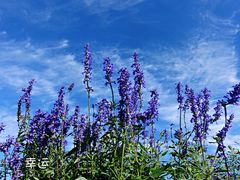 -北京东方普罗旺斯薰衣草庄园
