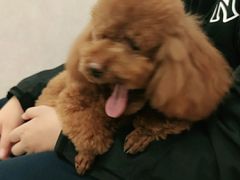 -宠爱国际动物医院(德胜门店)