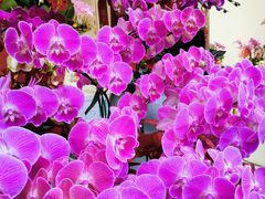 -溪岸路花鸟市场