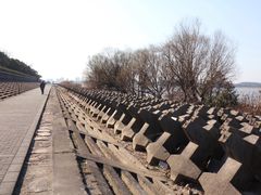 -上海滨江森林公园