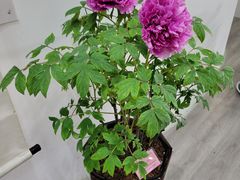 -上海辰山植物园