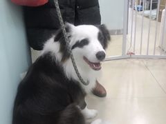 -宠福鑫康馨动物医院·骨科·眼科