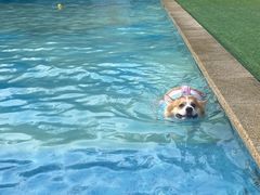 -汪说喵讲宠物乐园宠物酒店(红星美凯龙店)