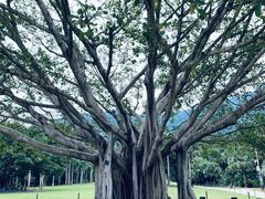 -深圳仙湖植物园