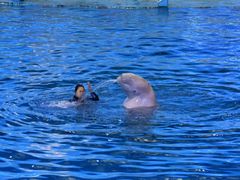 -海合安青岛极地海洋公园