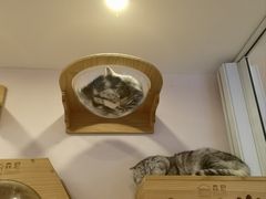 -猫咪派对(江南西店)