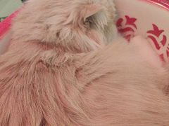 -平行世界·猫咖(首经贸店)