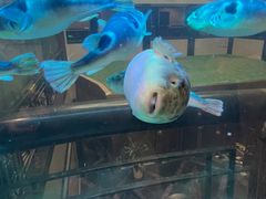 -肆月河豚·淮扬菜·湘菜(华天店)