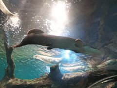 -上海海洋水族馆