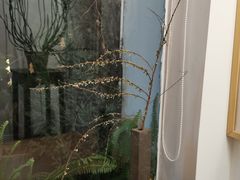 -知亘茶食
