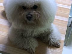 -菲丽丝宠物医院·24小时·猫科中心·免疫点(淮海分院)