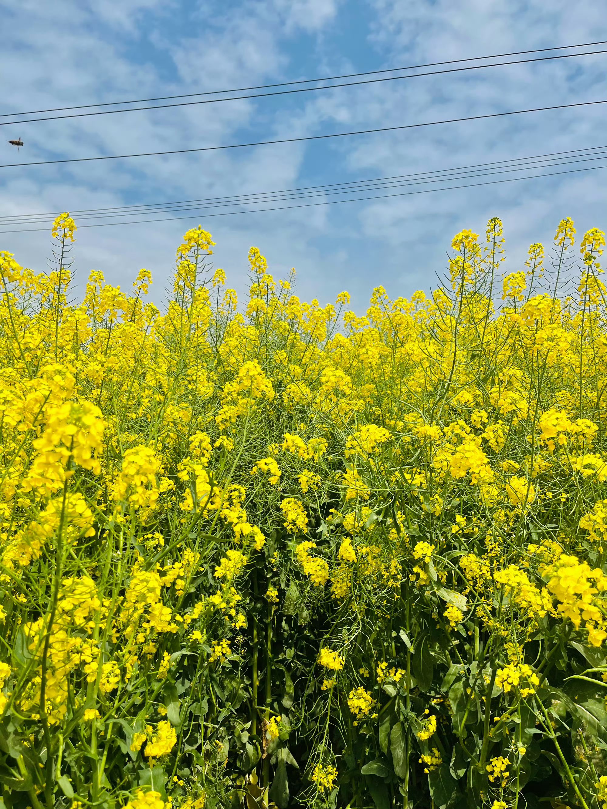 广州油菜花景点在哪里图片