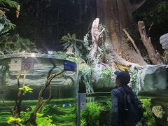 -迪拜水族馆及水下动物园