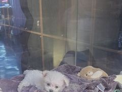 -FAELING PETS美天灵宠物(富力广场店)