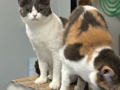 -Cappucimeow猫咪咖啡馆(韦伯时代店)