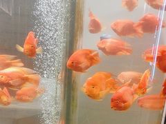 -红鱼湾餐厅(国际大厦店)