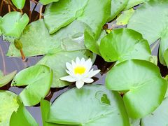 -金银湖国家城市湿地公园