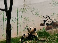 -中国大熊猫保护研究中心雅安碧峰峡基地