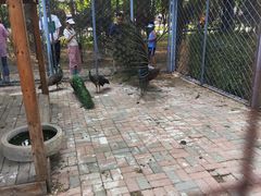 -长白岛森林公园