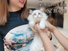 -lincat·猫舍(广州店)