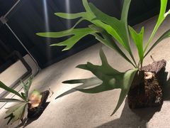 -邊渡咖啡
