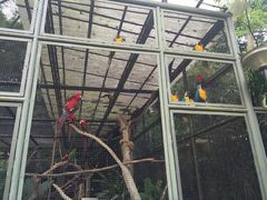 -新加坡飞禽公园