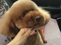 -多卡布奇宠物生活馆(上林世家店)