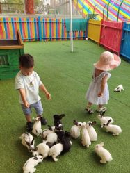 -萌宠亲子动物乐园(槐房万达店)