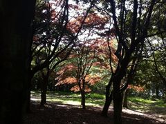 iphone_upload_pic-汉拿树木园