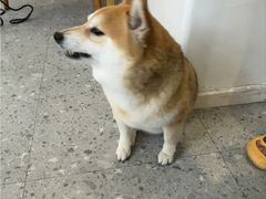 -是阿柴呀！柴犬咖啡·爱喵喵猫咖