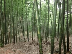 景点-蔡伦竹海