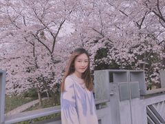 -嘉定紫藤园