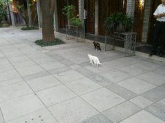 -竹吟山房
