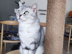 -平行世界·猫咖(首经贸店)