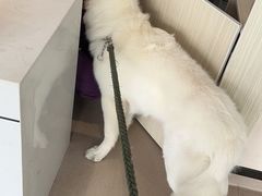 -立德动物医院·24小时中心(番禺区院区)