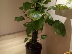 -老成都·古法采耳·禅洗头疗(四川总店)